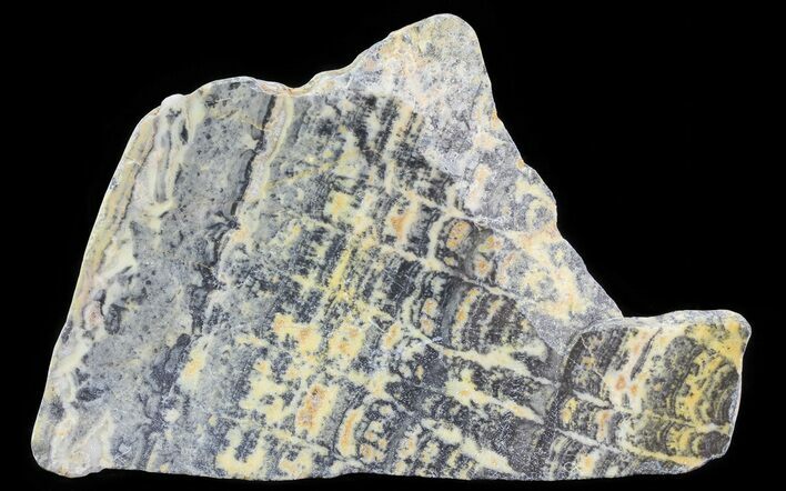 Columnar Stromatolite (Asperia) From Australia - Proterozoic #65037